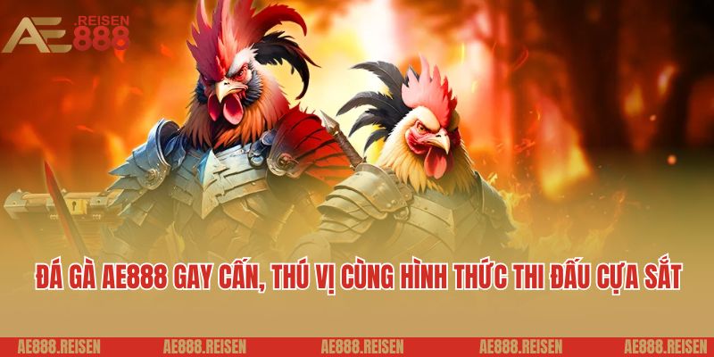 Đá gà AE888: Sảnh chơi đá gà Campuchia uy tín kịch tính 4 Đá gà AE888 gay cấn, thú vị cùng hình thức thi đấu cựa sắt